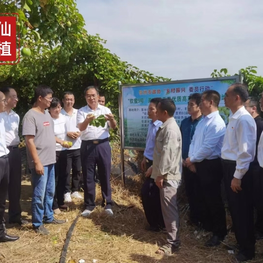 钦蜜九号一代果苗，纯正脱毒，疫仙试验种植第8号基地
