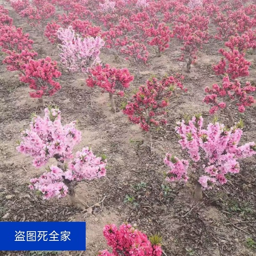 社旗县寿星桃3-4公分