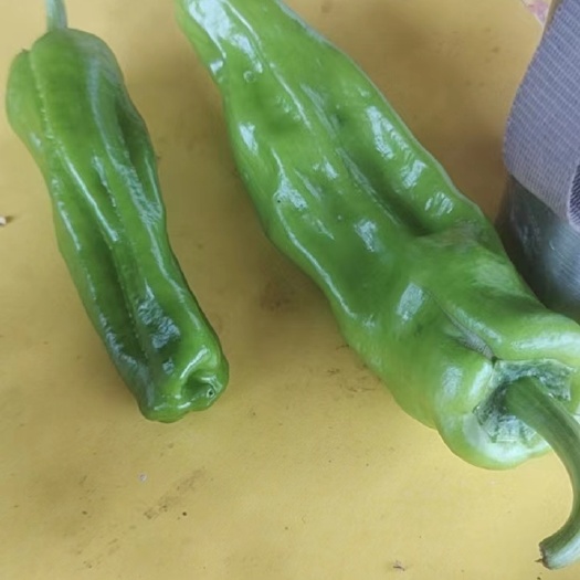 昌江县辣椒
