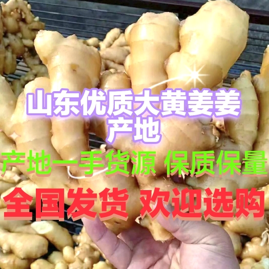 沂水县供应优质生姜，大黄姜小黄姜，水洗姜风干姜，货源充足，保质保量