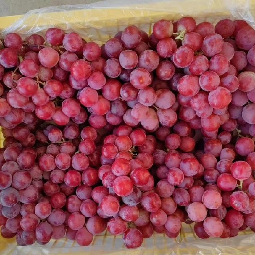 乌鲁木齐红提葡萄新疆葡萄熟了