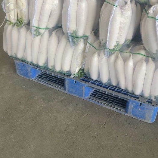 老河口市湖北精品白萝卜，打包，散装大量供应，批发市场，超市。