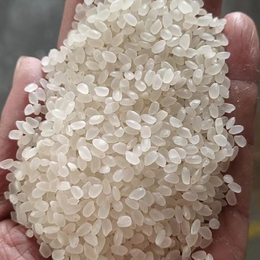 成都成都现货1000吨珍珠米，