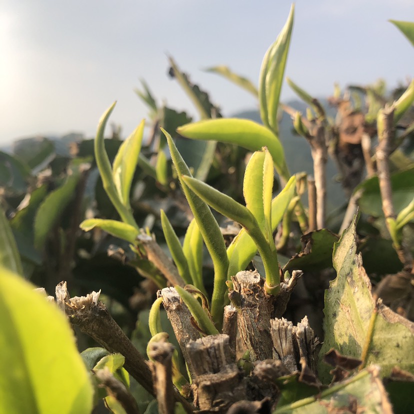 登高的茶園