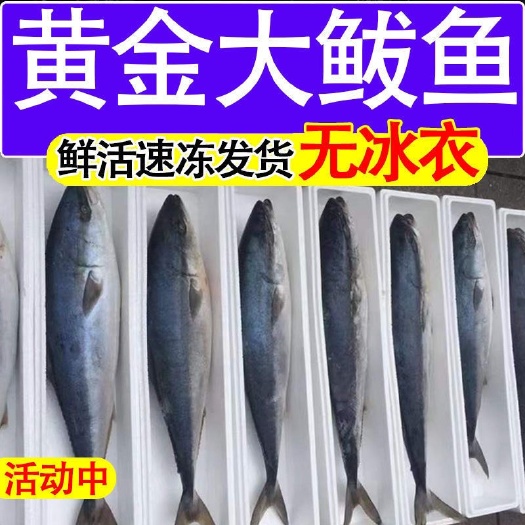 滨州黄金鲅鱼有货 10到30斤  10元一斤