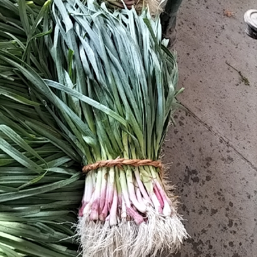 陇南红根蒜苗