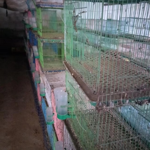 灌云县2手孵化器2手 笼子