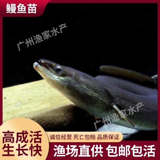 广东鳗鱼苗 白鳗  欧洲鳗 技术支持 全国发货 基地直销