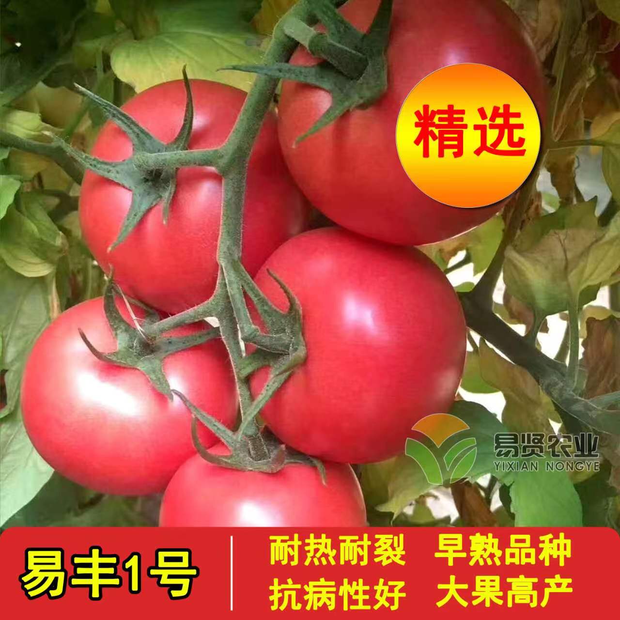 寿光市硬粉西红柿苗番茄苗 一级苗 标准苗 基地直发 基质培育