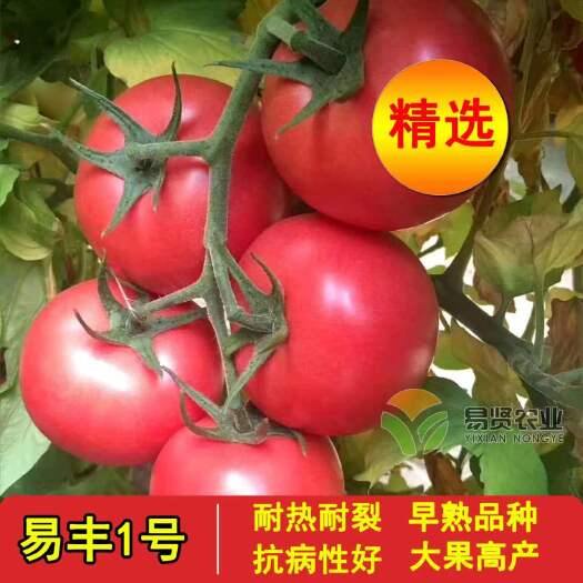 寿光市越夏硬粉番茄苗，越夏硬粉番茄苗，耐高温，抗裂果，花絮多产量高