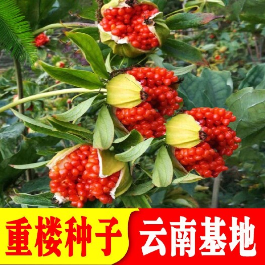 昆明云南【重楼种子】滇重楼种子1斤/矮杆多芽/品种好产地发货