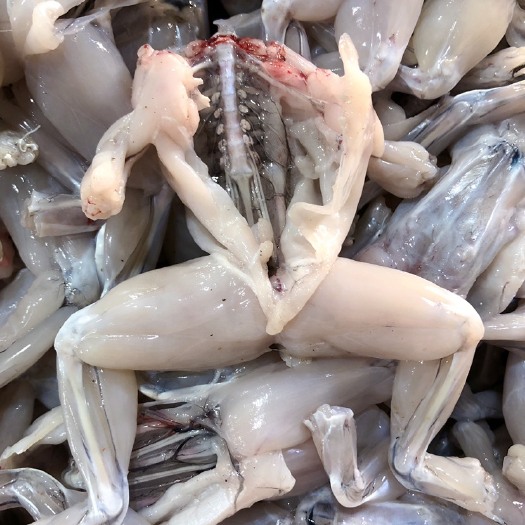 汕头现杀鲜活牛蛙肉 质美价优，源头工厂直销
