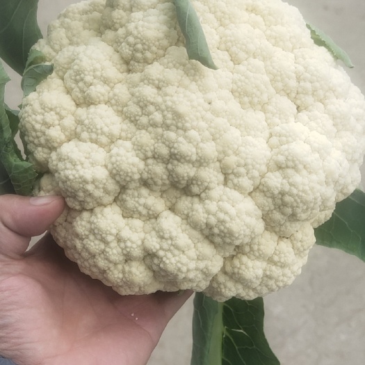 白花花菜