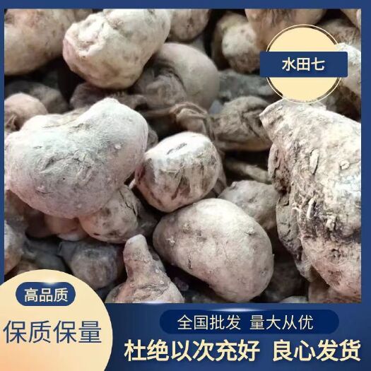 水三七中药材偏冷正品水田七 水虾公 屈头鸡土三七水鸡仔