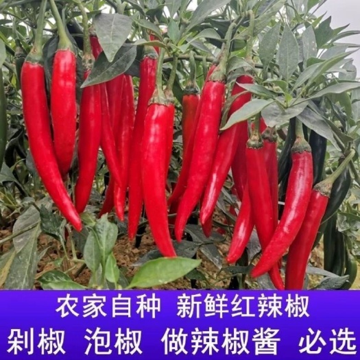 景洪市美人椒，红辣椒，二荆条，红二荆条，小米辣，青小米辣，大量批发