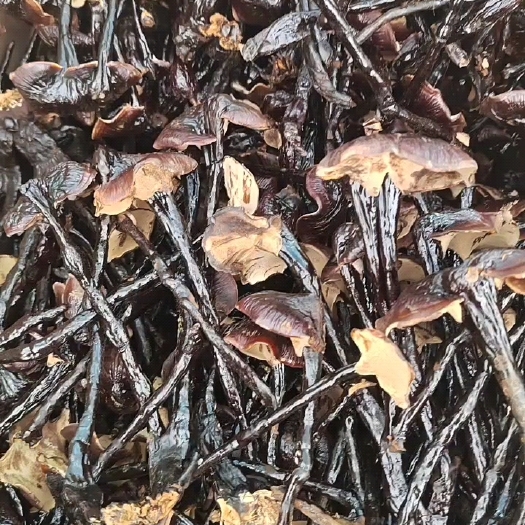 冠县小竹灵芝