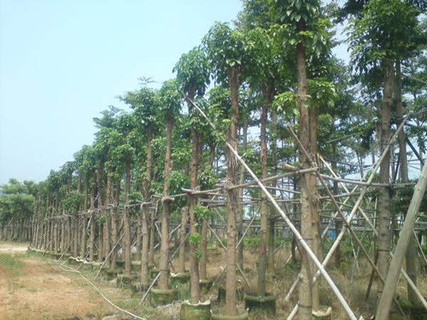 长沙重阳木