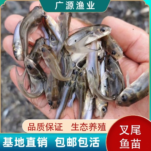 广州叉尾鮰鱼苗叉尾鱼苗钳鱼苗回鱼苗清江大型鱼苗活体淡水养殖食用鱼