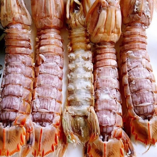 连云港满肉大公皮皮虾 大个头，满肉濑尿虾 虾姑虾婆