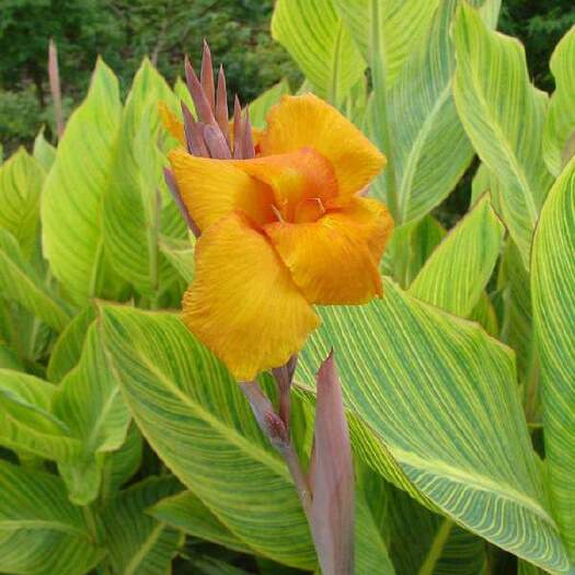 长沙花叶美人蕉