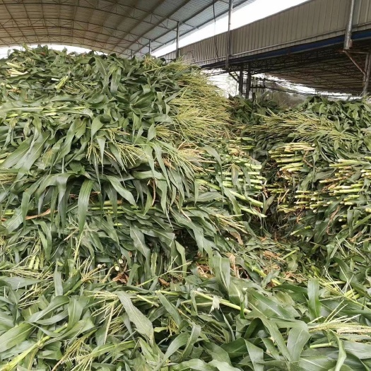 惠州青储玉米秸秆 牛羊草料压块 黄储发酵饲料 青贮牧草甘蔗尾叶