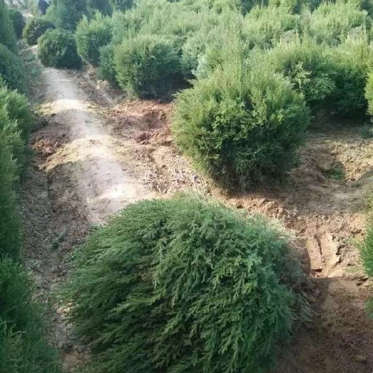 长沙圆柏球