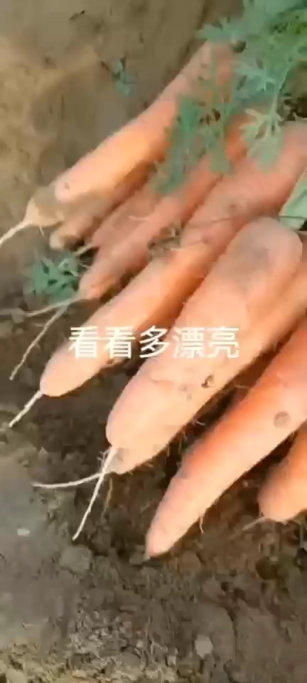 开封红萝卜，沙地