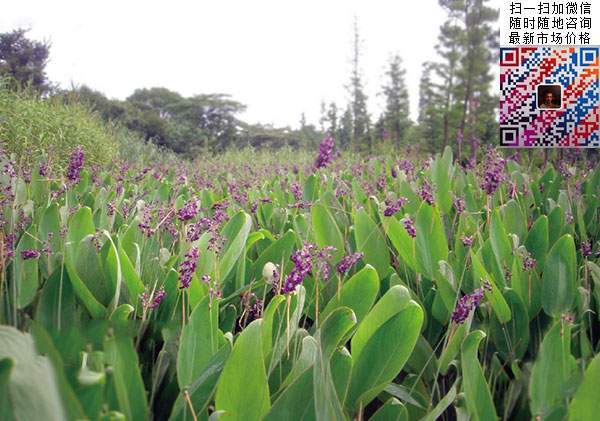 长沙再力花