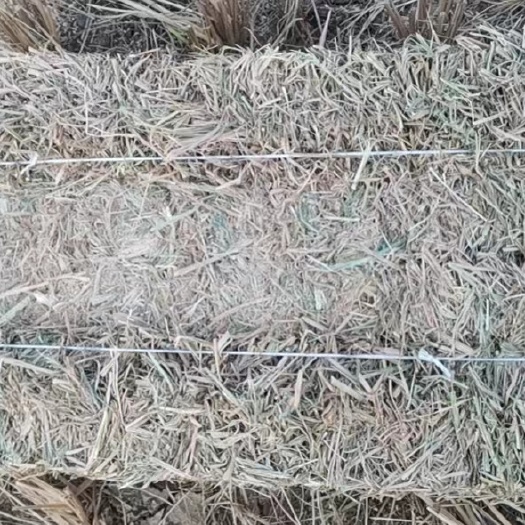 明光市牧草 干牧草 小方捆