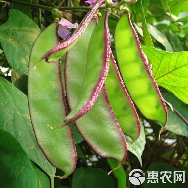 紫边眉豆种子茶豆角梅豆角扁豆早熟春秋阳台盆栽四季蔬菜籽孑