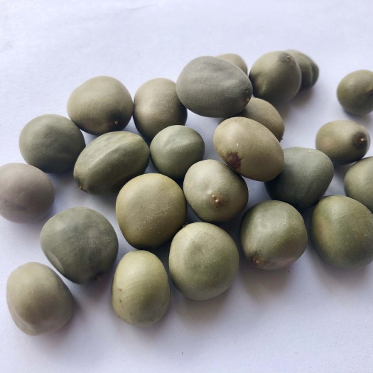 亳州云实大托叶云实新货批发量大从优