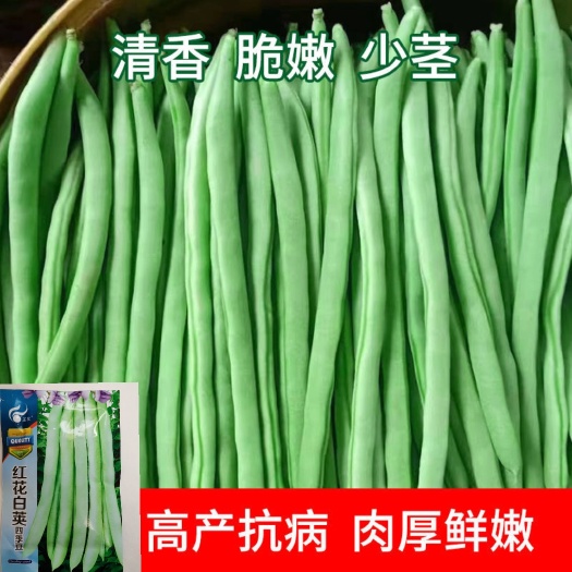 【产量高】春季四季豆种子红花白荚豆角种子四季易种蔬菜种子