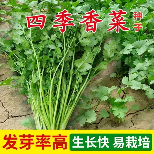 衡阳泰国散装耐寒香菜种子按斤卖大叶包衣抗热香菜种籽芫荽菜种籽