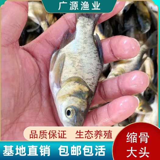 广州缩骨大头鱼苗仙骨鱼优质胖头鱼苗缩骨花鲢锁骨淡水大头鳙鱼