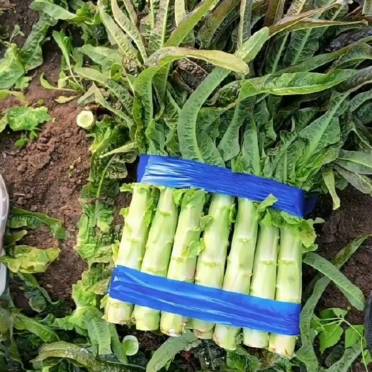 莴笋 红叶莴笋40-50cm物美价廉蔬菜基地直供质量保