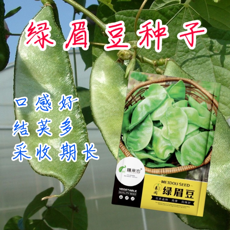 西安绿眉豆种子扁豆种子峨眉豆种子农家庭院阳台种植