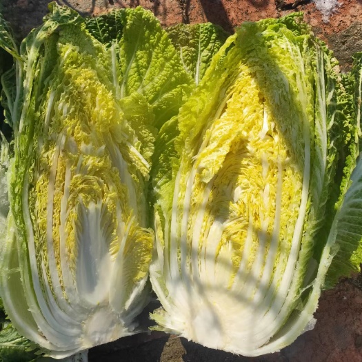 前莲花泡村黄心大白菜
