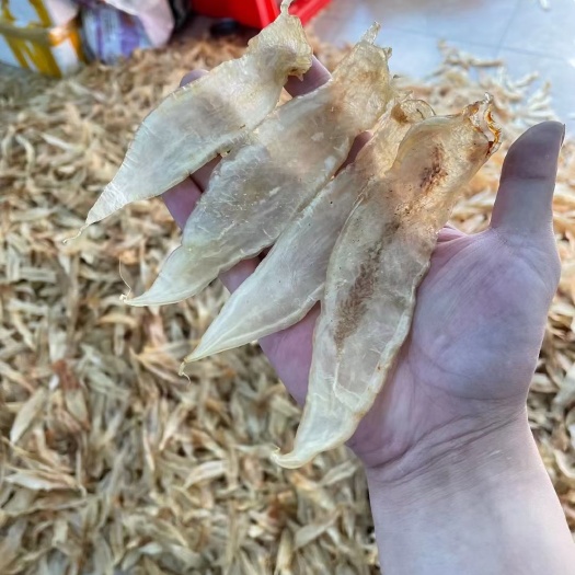 南澳县60多头 白美水晶赤嘴 鳘鱼胶 厚肉，口感软糯 黏稠。