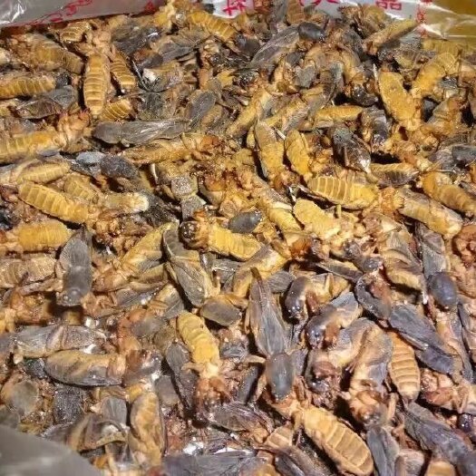 佳木斯精品冷冻蝼蛄