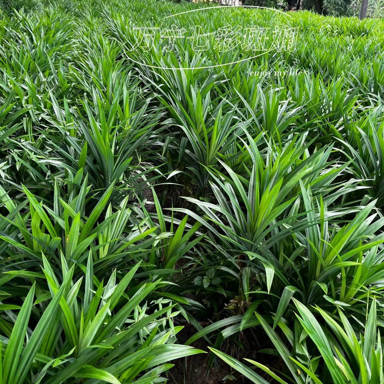 斑兰叶 新鲜香兰叶斑斓叶班兰叶印尼糕点 海南鸡饭食用香料