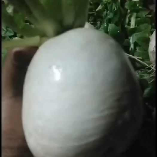 三台县圆萝卜
