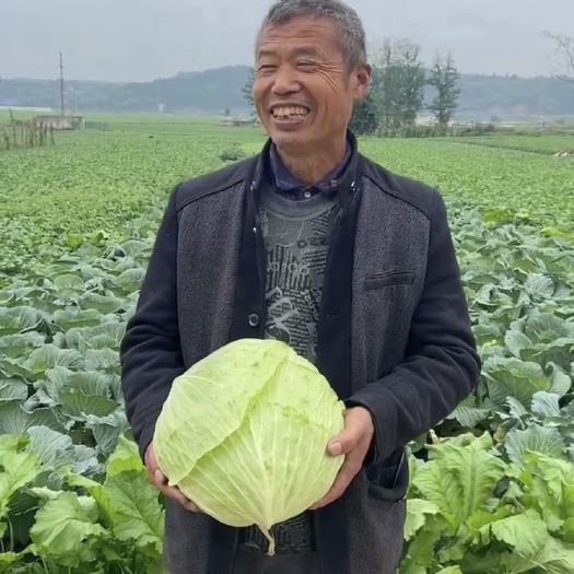 重庆市包包白菜