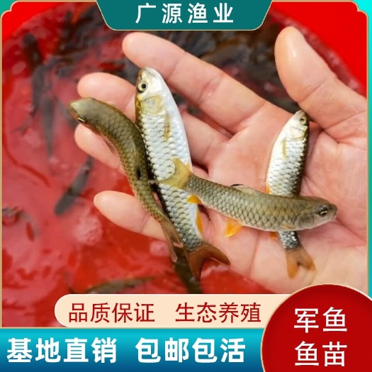 广州军鱼苗 黄娟鱼青波鱼河坚 青竹鲩鱼苗 光倒刺鲅鱼 淡水鱼苗