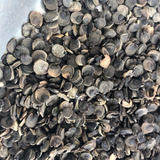 亳州蜀葵子中药材现货批发量大从优