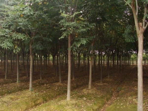 长沙黄山栾树