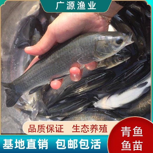 广州螺蛳青鱼苗淡水养殖食用黑皖青混灰草活体大型小螺丝青鱼鱼苗