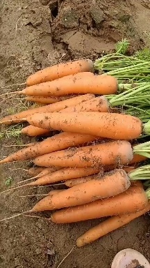 开封大量供应全苗，半苗，无苗，各种规格的红萝卜