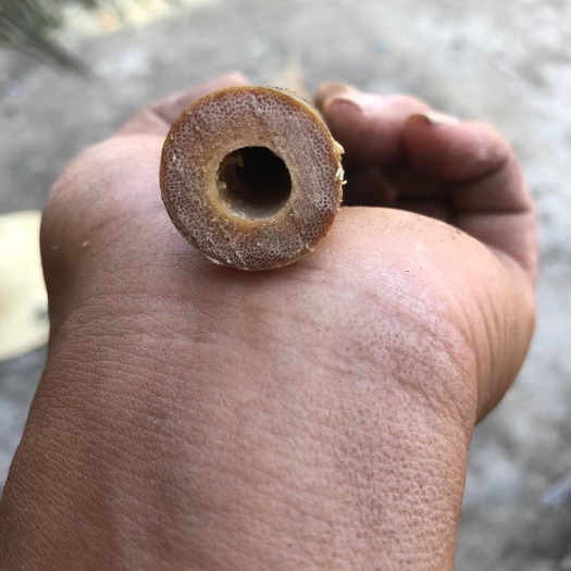 黎川县笛子专用竹，现货现货现货
