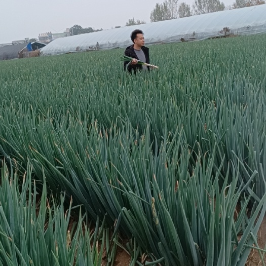 新野县钢葱！价格美丽，诚信为本