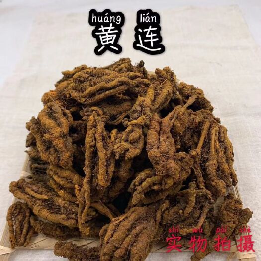 利辛县黄 中药材黄连包邮   爪黄连茶 泡水黄莲段 黄连粉超细